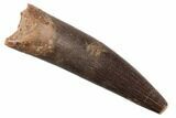 1.95" Fossil Plesiosaur (Zarafasaura) Tooth - Morocco - #196646-1